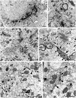 Alterations in synapses and mitochondria induced by acute or chronic intermittent hypoxia in the pre-Bötzinger complex of rats: an ultrastructural triple-labeling study with immunocytochemistry and histochemistry